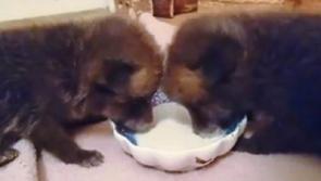 WATCH: Kildare Animal Foundation's cute baby fox twins lap up a new start