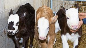 Kildare footballer's cow gives birth to one-in-a-million triplet calves
