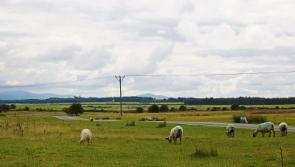 Warning to Curragh walkers as cars broken into