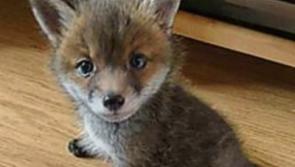 Pair of fox cubs rescued from derelict house doing well at Kildare Animal Foundation