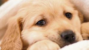 Newbridge shopping centre teams up with Irish Guide Dogs for the Blind