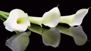 Deaths in Kildare, April 28, 2017 