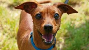 Top award for Kildare students for tackling dog abuse
