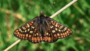 Rare Kildare butterfly among heritage grants recipients 