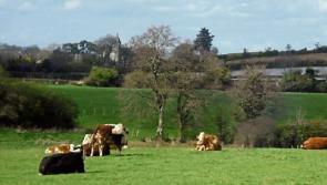 Kildare family scoop top farming award