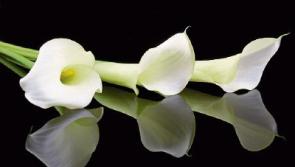 Deaths in Kildare - June 8, 2017