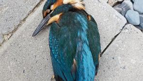 Kingfisher knocks himself out cold in Rathcoffey