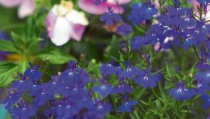 Pricey flowerpots stolen from outside Kildare home