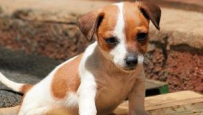 Jack Russell puppy stolen in Broadford robbery