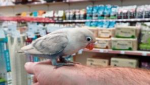 Lovebird Jack survives ram raid at Naas pet shop