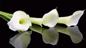Deaths in Kildare - June 21, 2017
