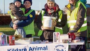 Kildare Animal Foundation open day next week