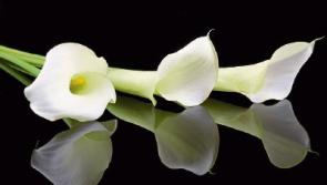 Deaths in Kildare - June 28, 2017