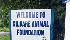 Call for volunteers today at Kildare Animal Foundation