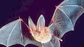 Kildare kids can search for bats, frogs and dragonflies at Bog of Allen wildlife celebrations
