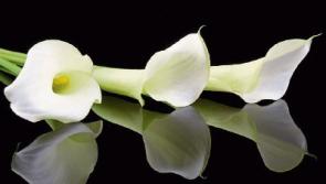 Deaths in Kildare - July 11, 2017