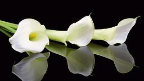 Deaths in Kildare - July 13, 2017