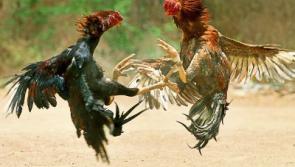 Throwback Thursday: Kildare cockfighting and Sinn Féin flags flutter