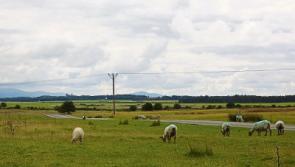 Possibility of a cycle lane on the Curragh Plains to be discussed at Council meeting today