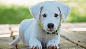Fun dog show in aid of Kildare Animal Foundation