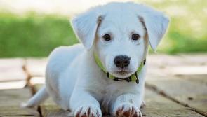 Kildare dog pound to be extended