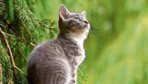 Cheap cat neutering in Newbridge this month