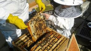 &euro;908,000 allocated to Kildare environmental groups