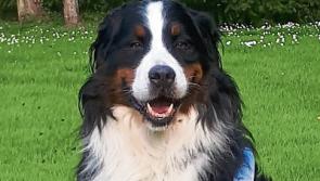 Donadea pooch is Kildare's Nose of Tralee contender