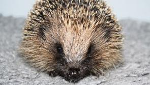 Kildare Animal Foundation needs volunteer rescuers
