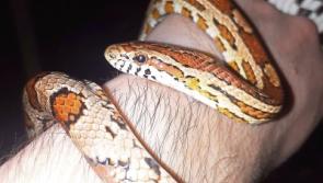 Snake found in Kildare garden shed