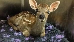 Meet our new foster fawn at Kildare Animal Foundation