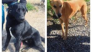 WATCH: Meet the rescue dogs looking for homes in Kildare animal shelter
