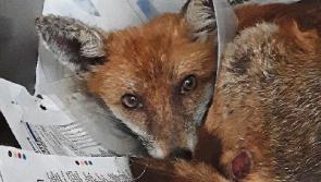 A fleet of foxes arrive at Kildare Animal Foundation