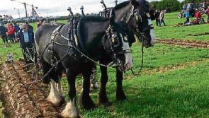 The Leinster Leader is going to the 2017 Ploughing Championships