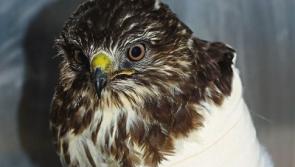 Kildare is abuzz with birds of prey