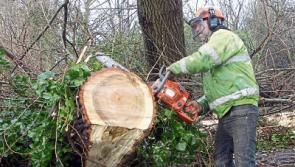 Kildare County Council: leave Ophelia damage to professionals
