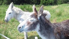 Donkeys give the butterflies a helping hoof on Kildare bogland