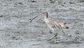 Little good news on the horizon for the Kildare curlew as predators take them down
