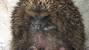 Kildare Animal Foundation saves a hedgehog from a horrible fate