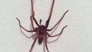 Watch out: giant spiders are on the loose at home at this time of year