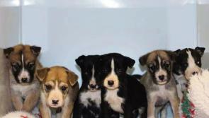 New puppies at Kildare Animal Foundation