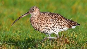 The decline of the curlew in Co. Kildare to be talk subject