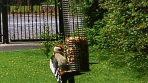 Rare bird is breeding in County Kildare