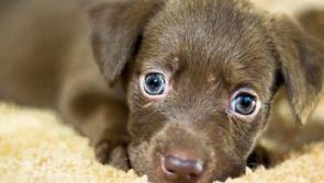 Animals are not a Christmas present warns Kildare shelter