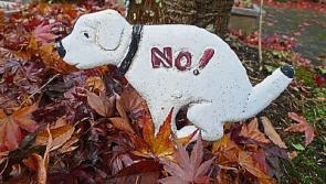 'Audio warning' to be installed on Kildare walking paths to warn dog owners to clean up