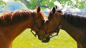 Huge bloodstock expo at Kildare's Goffs this Friday and Saturday
