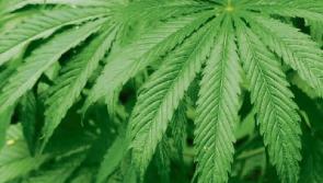 Kildare man charged with cultivating cannabis