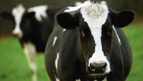 Livestock safety inspection campaign to start on Kildare farms today