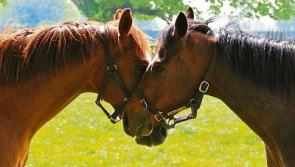 WATCH: New tourism video features the National Stud foaling season