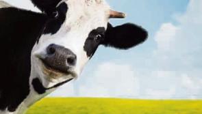 Kildare agricultural land prices are the highest in the State